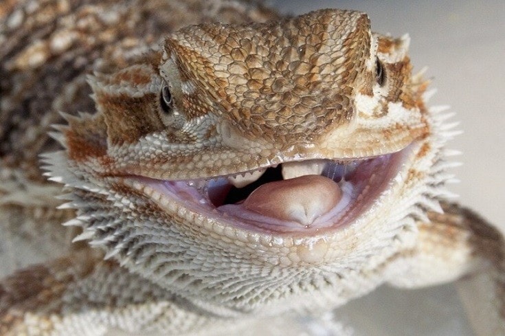 Why Does My Bearded Dragon Pop His Eyes Out