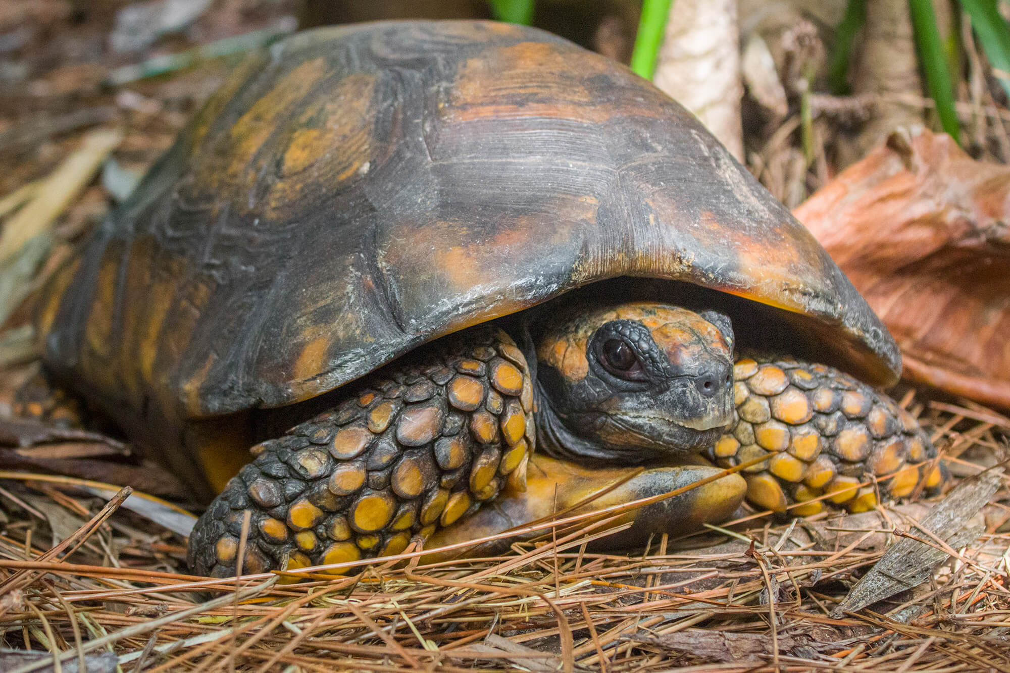 How Big Does A Yellow Foot Tortoise Get? - Barthel Pets